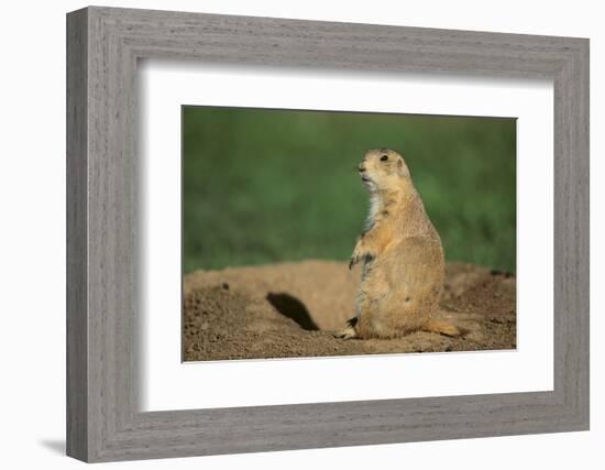 Black-Tailed Prairie Dog-DLILLC-Framed Photographic Print