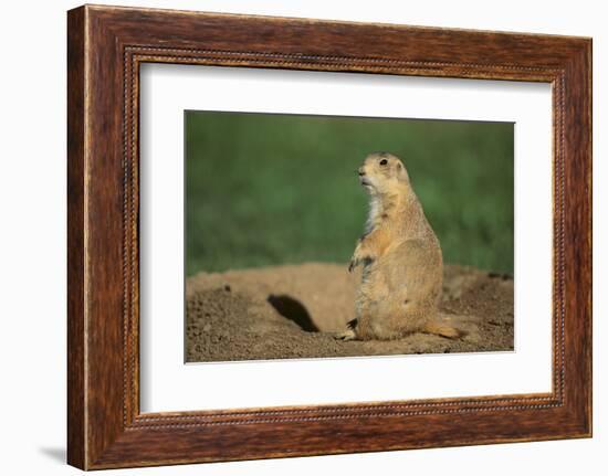 Black-Tailed Prairie Dog-DLILLC-Framed Photographic Print