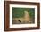 Black-Tailed Prairie Dog-DLILLC-Framed Photographic Print