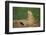 Black-Tailed Prairie Dog-DLILLC-Framed Photographic Print