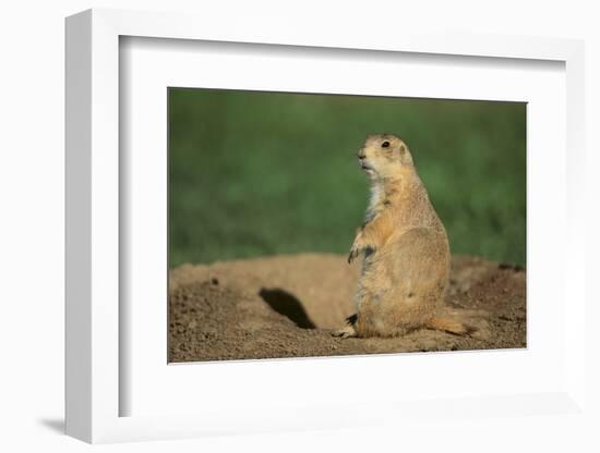 Black-Tailed Prairie Dog-DLILLC-Framed Photographic Print