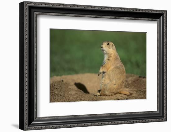 Black-Tailed Prairie Dog-DLILLC-Framed Photographic Print