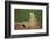 Black-Tailed Prairie Dog-DLILLC-Framed Photographic Print