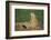 Black-Tailed Prairie Dog-DLILLC-Framed Photographic Print