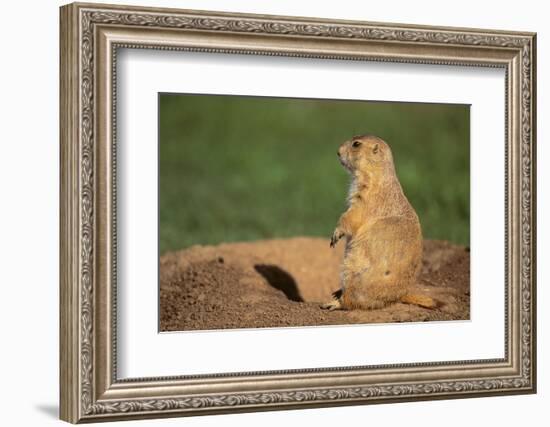 Black-Tailed Prairie Dog-DLILLC-Framed Photographic Print