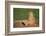 Black-Tailed Prairie Dog-DLILLC-Framed Photographic Print