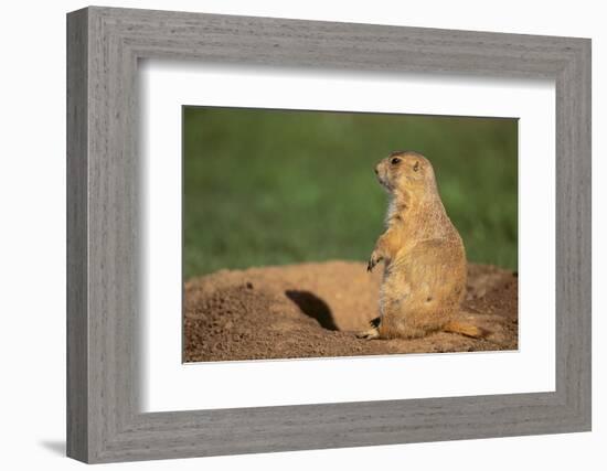 Black-Tailed Prairie Dog-DLILLC-Framed Photographic Print