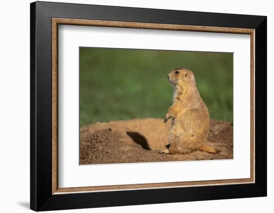 Black-Tailed Prairie Dog-DLILLC-Framed Photographic Print