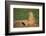 Black-Tailed Prairie Dog-DLILLC-Framed Photographic Print