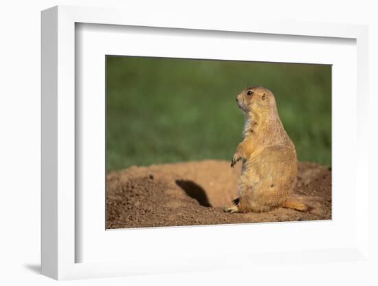 Black-Tailed Prairie Dog-DLILLC-Framed Photographic Print