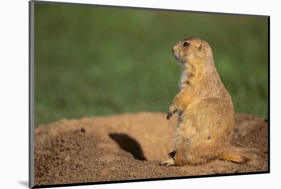 Black-Tailed Prairie Dog-DLILLC-Mounted Photographic Print