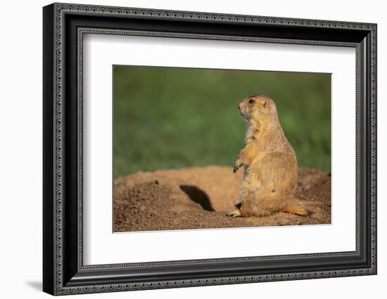 Black-Tailed Prairie Dog-DLILLC-Framed Photographic Print