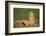 Black-Tailed Prairie Dog-DLILLC-Framed Photographic Print