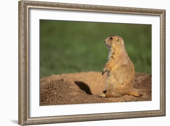 Black-Tailed Prairie Dog-DLILLC-Framed Photographic Print