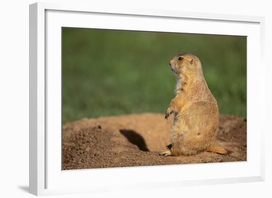 Black-Tailed Prairie Dog-DLILLC-Framed Photographic Print