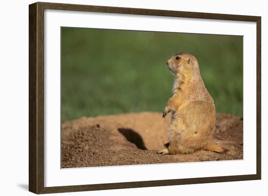 Black-Tailed Prairie Dog-DLILLC-Framed Photographic Print