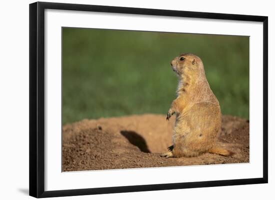 Black-Tailed Prairie Dog-DLILLC-Framed Photographic Print