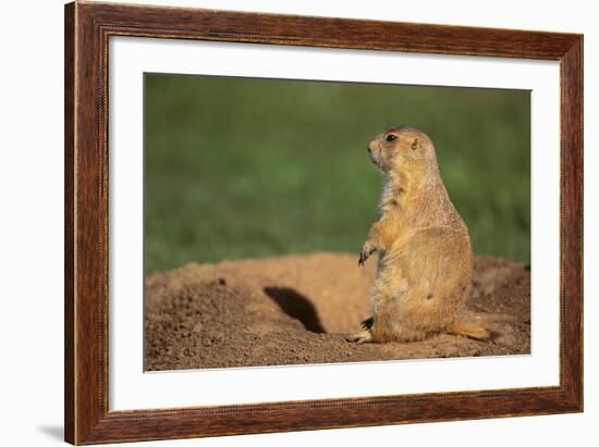 Black-Tailed Prairie Dog-DLILLC-Framed Photographic Print