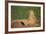 Black-Tailed Prairie Dog-DLILLC-Framed Photographic Print