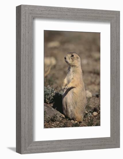 Black-Tailed Prairie Dog-DLILLC-Framed Photographic Print