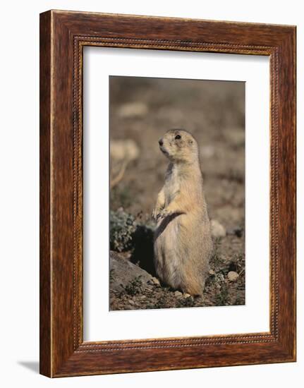 Black-Tailed Prairie Dog-DLILLC-Framed Photographic Print