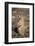 Black-Tailed Prairie Dog-DLILLC-Framed Photographic Print