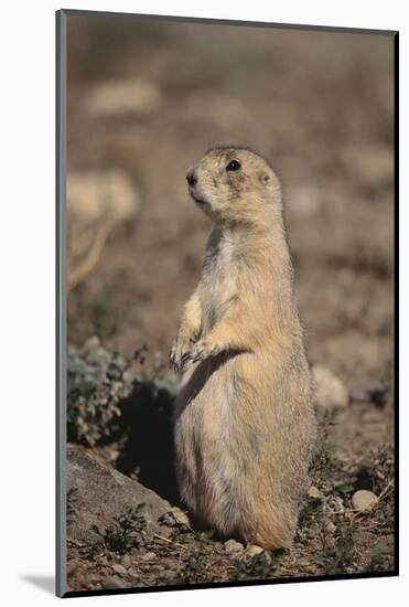 Black-Tailed Prairie Dog-DLILLC-Mounted Photographic Print