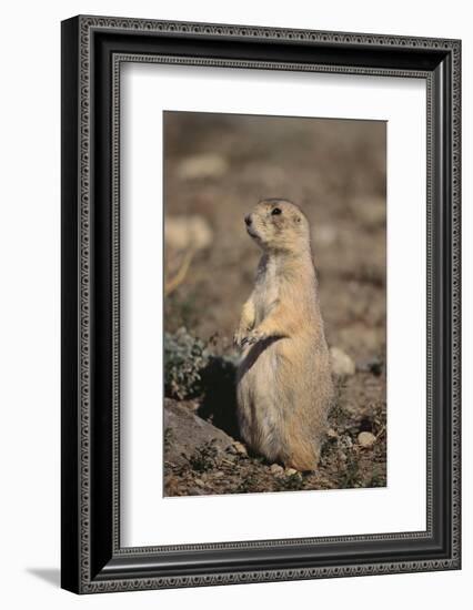 Black-Tailed Prairie Dog-DLILLC-Framed Photographic Print