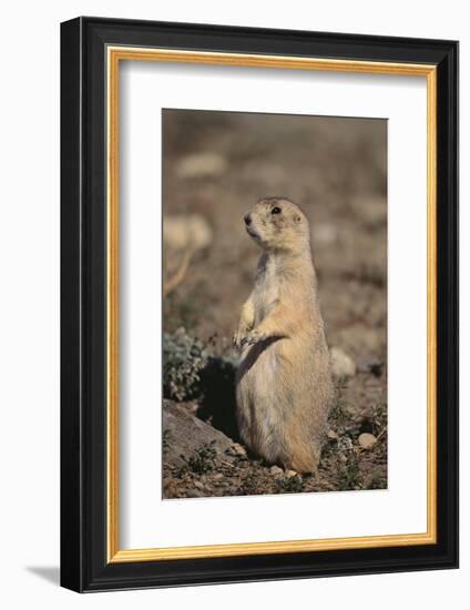 Black-Tailed Prairie Dog-DLILLC-Framed Photographic Print