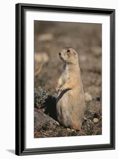 Black-Tailed Prairie Dog-DLILLC-Framed Photographic Print