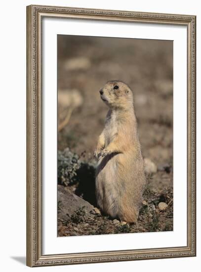 Black-Tailed Prairie Dog-DLILLC-Framed Photographic Print