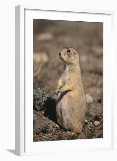 Black-Tailed Prairie Dog-DLILLC-Framed Photographic Print