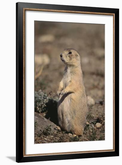 Black-Tailed Prairie Dog-DLILLC-Framed Photographic Print