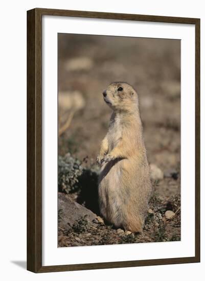 Black-Tailed Prairie Dog-DLILLC-Framed Photographic Print