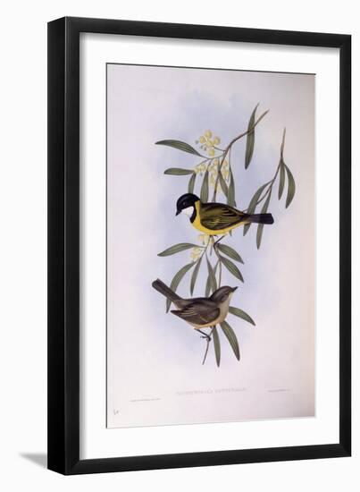 Black-Tailed Whistler (Pachycephala Melanura)-John Gould-Framed Giclee Print