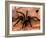 Black Tarantulas, Amazon Rainforest, Peru-Gavriel Jecan-Framed Photographic Print