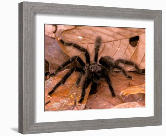 Black Tarantulas, Amazon Rainforest, Peru-Gavriel Jecan-Framed Photographic Print