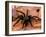 Black Tarantulas, Amazon Rainforest, Peru-Gavriel Jecan-Framed Photographic Print