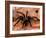 Black Tarantulas, Amazon Rainforest, Peru-Gavriel Jecan-Framed Photographic Print