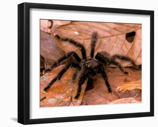 Black Tarantulas, Amazon Rainforest, Peru-Gavriel Jecan-Framed Photographic Print