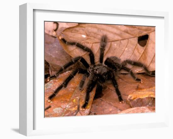 Black Tarantulas, Amazon Rainforest, Peru-Gavriel Jecan-Framed Photographic Print