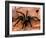 Black Tarantulas, Amazon Rainforest, Peru-Gavriel Jecan-Framed Photographic Print