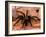 Black Tarantulas, Amazon Rainforest, Peru-Gavriel Jecan-Framed Photographic Print