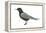 Black Tern (Chlidonias Niger Surinamensis), Birds-Encyclopaedia Britannica-Framed Stretched Canvas