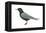 Black Tern (Chlidonias Niger Surinamensis), Birds-Encyclopaedia Britannica-Framed Stretched Canvas