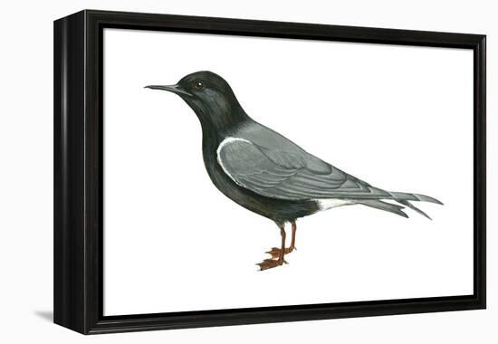 Black Tern (Chlidonias Niger Surinamensis), Birds-Encyclopaedia Britannica-Framed Stretched Canvas