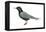 Black Tern (Chlidonias Niger Surinamensis), Birds-Encyclopaedia Britannica-Framed Stretched Canvas