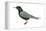 Black Tern (Chlidonias Niger Surinamensis), Birds-Encyclopaedia Britannica-Framed Stretched Canvas