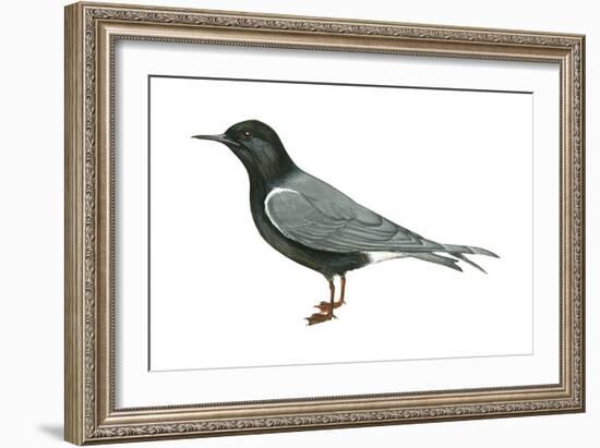 Black Tern (Chlidonias Niger Surinamensis), Birds-Encyclopaedia Britannica-Framed Art Print