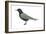 Black Tern (Chlidonias Niger Surinamensis), Birds-Encyclopaedia Britannica-Framed Art Print